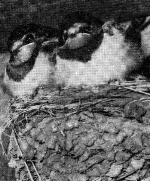 Рис. 99. Птенцы деревенской ласточки в гнезде под крышей (фото А. Мальчевского)