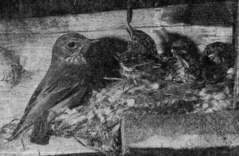 Рис. 100. Серая мухоловка с птенцами в гнезде на стене дома (фото А. Соколова)