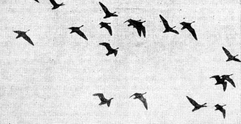 Рис. 101. Осенняя стая пролетных гусей (фото А. Соколова)