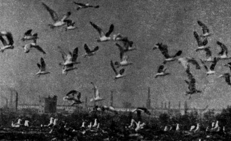 Рис. 106. Чайки на окраинах Ленинграда осенью (фото Ю. Пукинского)