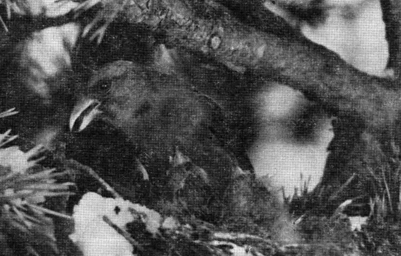 Рис. 114. Клест-еловик зимой у гнезда с птенцами (фото Ю. Пукинского)