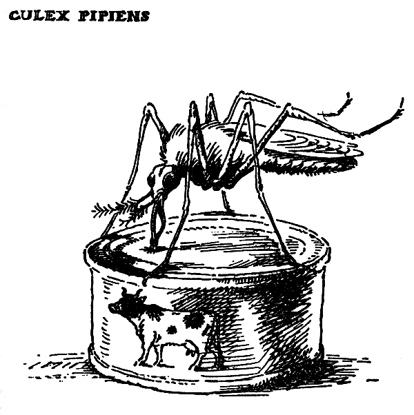 Culex pipiens