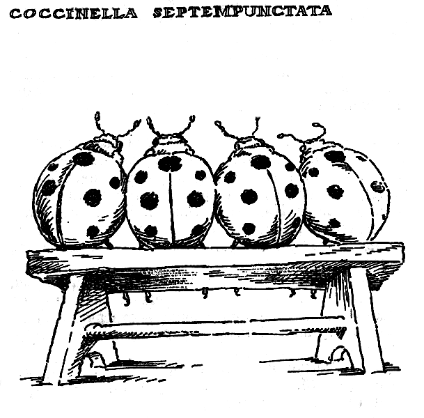 inella septempunctata