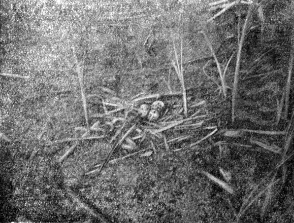 Рис. 12. Гнездо  черной крачки. Оз. Бобровое. 4 июня 1956 г. Фото Э. И Гаврилова