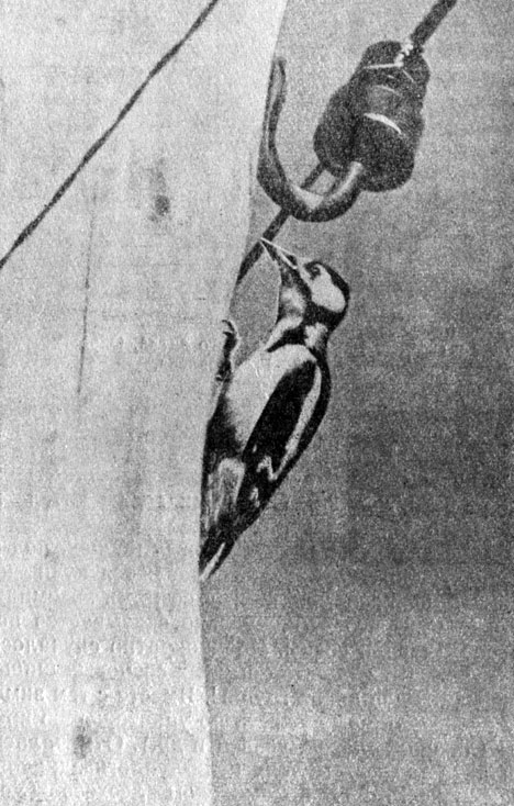 Рис. 33. Большой пестрый дятел на телеграфном столбе. Усманский лем. Ноябрь 1958 г. Фото Л. Л. Семаго