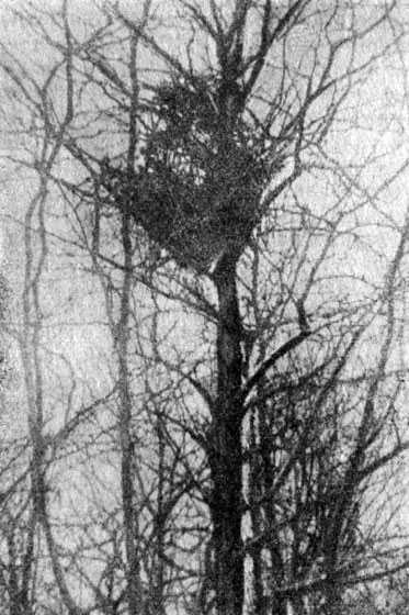 Рис. 37.  Гнездо сороки.  Каменная степь -  лесная полоса. Февраль 1955 г. Фото Э. И.  Гаврилова