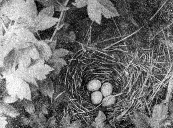 Рис. 48.  Гнездо  жулана  на кусте боярышника.    Хоперский заповедник. Июнь 1959 г. Фото Л. Л. Семаго