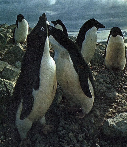 'Ликующее' приветствие является составной частью ритуала, который связывает супружескую пару пингвинов Адели