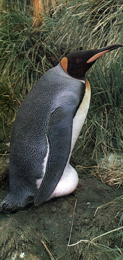 Королевский пингвин на субантарктическом острове Южная Георгия насиживает яйцо