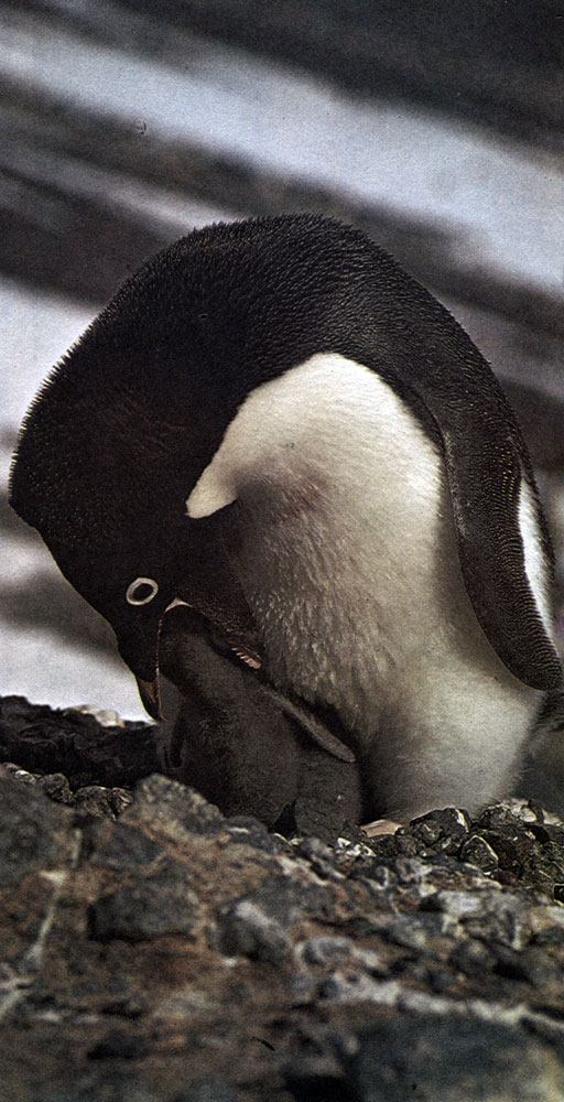 После удачной ловли пингвины-родители возвращаются к птенцу и отрыгивают корм прямо в его ненасытный зев. Кормят и отец, и мать
