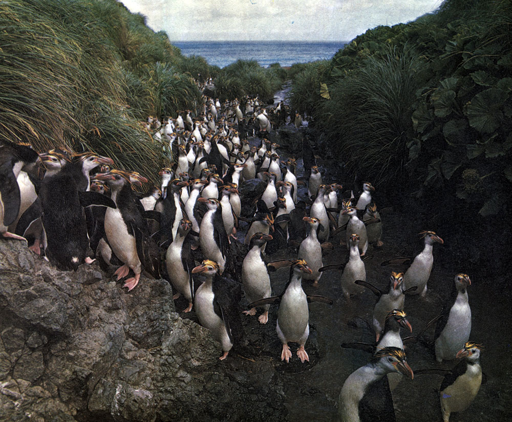 Процессия - длинная колонна золотоволосых пингвинов, которые возвращаются с моря к гнездовью на острове Маккуори в австралийских водах