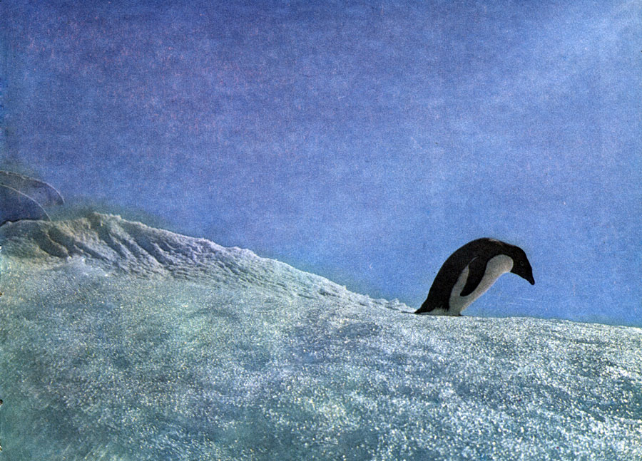 Пингвин Адели, ищет одиночество среди унылой ледяной пустыни
