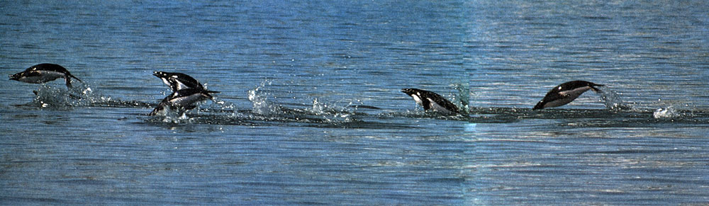 Они выпрыгивают из воды, словно дельфины, энергично работая крыльями-ластами