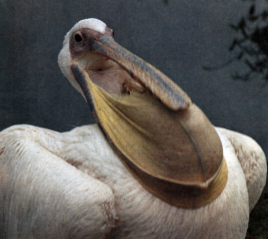Сильно растяжимый горловой мешок на нижней стороне клюва выделяет пеликанов, вроде розового