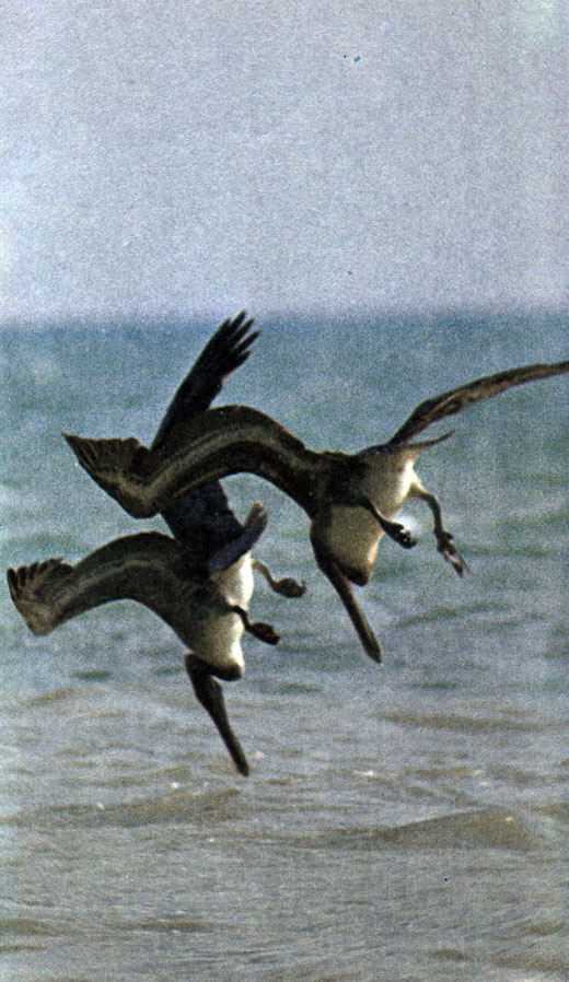 Втянув голову в плечи, нацелив клюв прямо на воду, два бурых пеликана пикируют на добычу