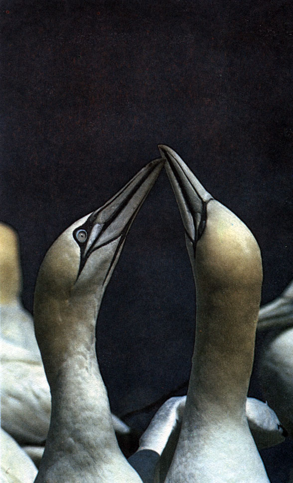 Две северные олуши, вытянув шеи и скрестив длинные клювы, совершают сложный ритуал приветствия, общий для всех спаривающихся олуш