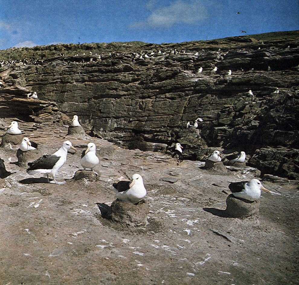 Чернобровые альбатросы гнездятся на Фолклендских (Мальвинских) островах у южной оконечности Южной Америки