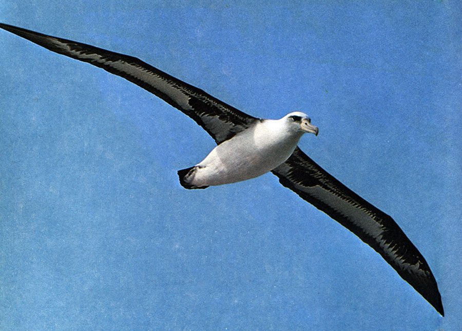 Покоритель ветра, темноспинный альбатрос, безмятежно скользя в тихоокеанском небе