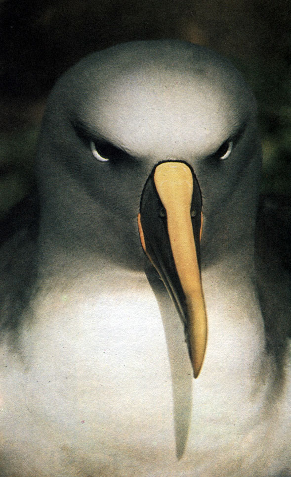 Снятый крупным планом альбатрос выглядит угрюмым и воинственным