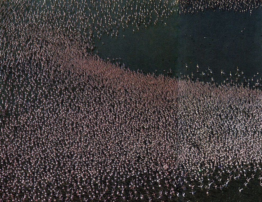 Тысячи фламинго по берегам озера Накуру в Кении кажутся волшебными розовыми волнами