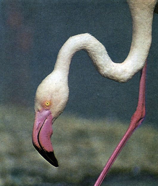 Необычайно длинная шея фламинго и его необыкновенный клюв
