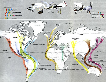Карта десяти основных пролетных путей во время миграции перелетных птиц