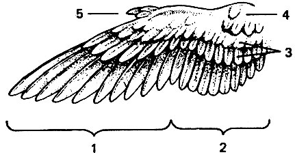 Расположение перьев на крыле астрильдовых: 1 - первостепенные маховые; 2 - второстепенные маховые; 3 - верхние кроющие крыла (большие, средние, малые); 4 - плечевые, 5 - крылышко