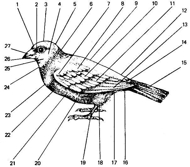 Строение тела астрильдовых: 1 - лоб; 2 - уздечка, 3 - темя; 4 - кроющие уха; 5 - затылок; 6 - шея; 7 - малые кроющие крыла; 8 - плечевые перья; 9 - спина; 10 - большие кроющие крыла; 11 - второстепенные маховые; 12 - надхвостье; 13 - первостепенные (главные) маховые; 14 - верхние кроющие хвоста; 15 - рулевые; 16 - нижние кроющие хвоста; 17 - подхвостье; 18 - голень; 19 - цевка; 20 - брюхо, 21 - бок; 22 - грудь; 23 - зоб; 24 - горло; 25 - щека; 26 - подклювье; 27 - надклювье
