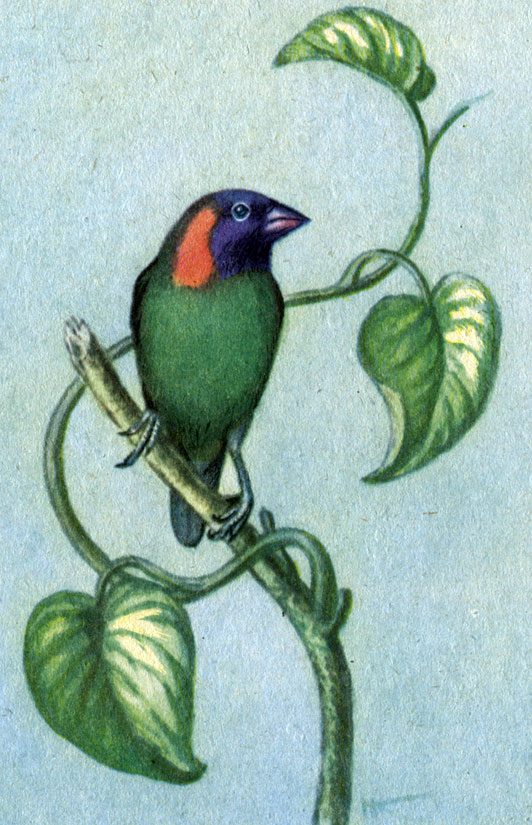 Пестроголовая (многоцветная) попугайная амадина