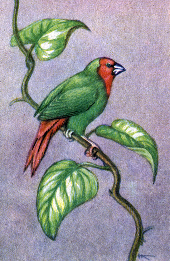 Красноголовая попугайная амадина