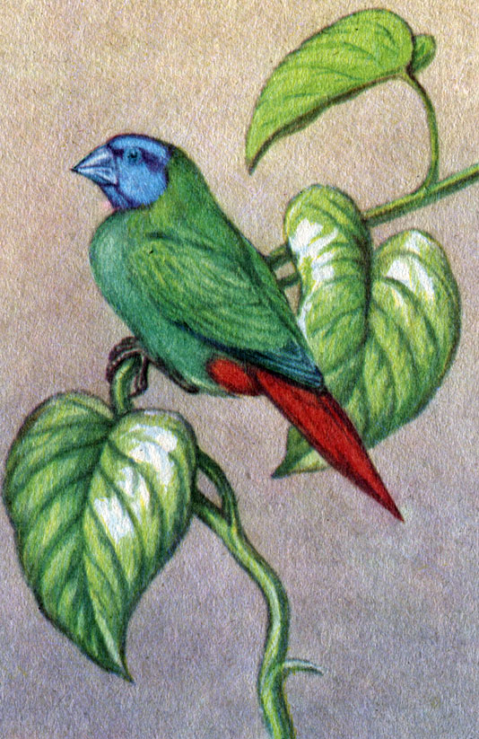 Трехцветная попугайная амадина