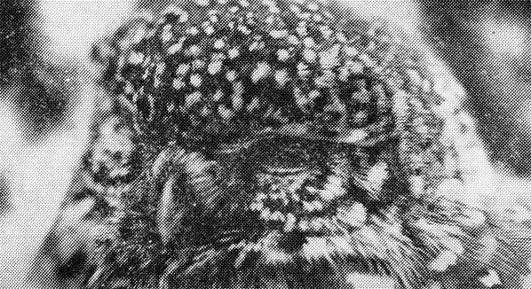 52. Слабовыраженный лицевой диск, сравнительно небольшие глаза, относительно жесткое оперение - все говорит о том, что эта сова должна быть более активной в сумерки, нежели ночью. И действительно, в темных ельниках воробьиный сычик охотится даже днем. То же