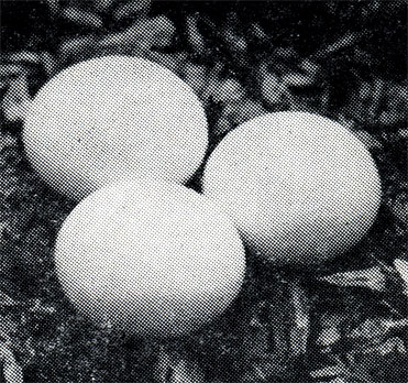 54. Иглоногая сова - дуп-логнездник. Она занимает неглубокие сухие дупла старых ильмов, тополей, лип или дубов, где прямо на древесную труху откладывает три, реже два или четыре яйца. Там же, 5 июня 1970 г.