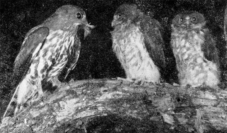 63. На двадцать пятые - двадцать седьмые сутки птенцы иглоногой совы покидают дупло. Однако первую ночь они проводят обычно возле него, не рискуя перелететь даже на соседнюю ветку. То же