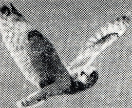 97. Задолго до захода солнца вылетает на охоту болотная сова (Asio flammeus). Ее можно опознать по сравнительно длинным крыльям, на сгибах которых просматриваются темные пятна. Вологодская область, май 1972 г. Фото В. Н. Михайлова
