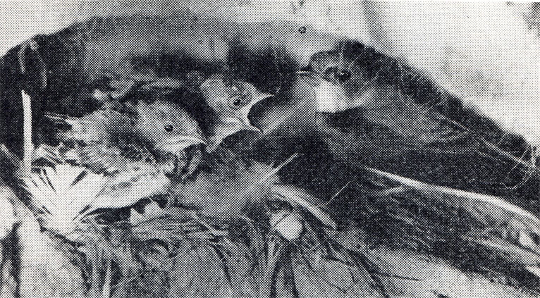 46. Птенцы береговой ласточки сидят в глубине норы - в гнездовой камере (фото Э. Н. Головановой)