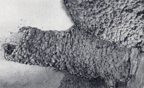 51. На Дальнем Востоке каменные ласточки обычно гнездятся колониями. Их гнезда часто имеют трубкообразный вход (фото Ю. Б. Пукинского)