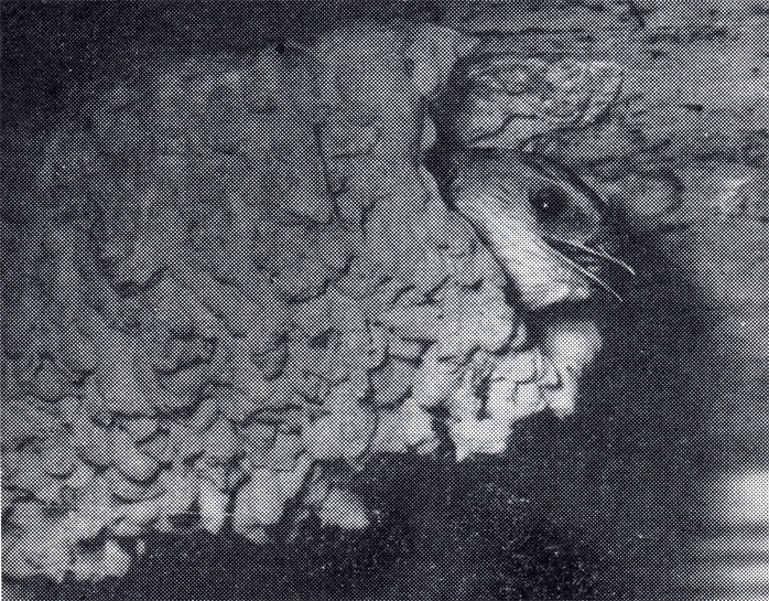 54. Птенец каменной ласточки выглядывает из летка гнезда (фото Э. Н. Головановой)