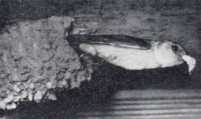 55. Каменная ласточка выносит из гнезда 'пакетик' помета (фото Э. Н. Головановой)