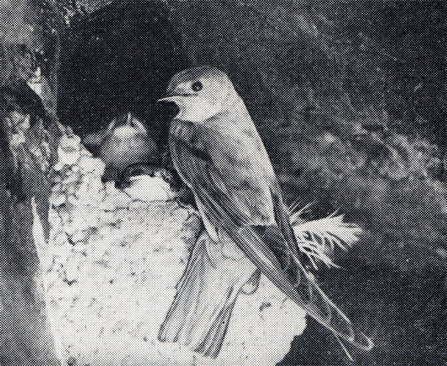 59. Горная ласточка на краю гнезда с птенцами. Армения (фото Г. П. Гамбаряна)