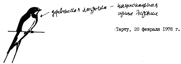 Деревенская ласточка - национальная птица Эстонии. Тарту, 20 февраля 1978 г