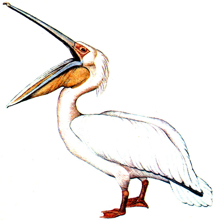 Розовый пеликан. Кудрявый пеликан