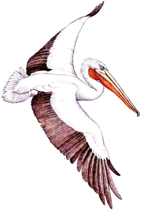 Розовый пеликан. Кудрявый пеликан