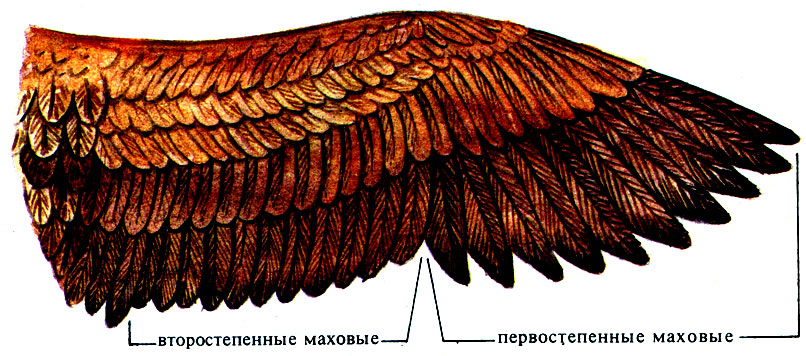 Птицы: форма тела и размеры