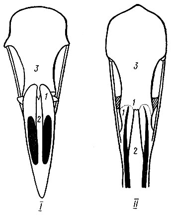 Рис. 10. Схема типов скелетной основы ноздрей. I - голоринальный (дрофа); II - схизоринальный (журавль): 1 - носовая кость, 2 - межчелюстная кость, 3 - лобная кость; ноздри показаны черным цветом