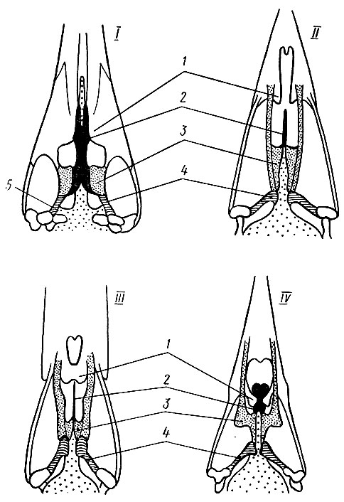 Рис. 11. Схема типов костного неба птиц. I - дромеогнатический (нанду); II - схизогнатический (курица); III - десмогнатический (утка); IV - эгитогнатический (ворона): 1- небные отростки верхнечелюстных костей, 2 - сошник, 3 - небные кости, 4 - крыловидные кости, 5 - базиптеригоидное сочленение
