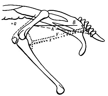 Рис. 12. Схема расположения мышц, используемых для составления ножной формулы; А - хвостовая часть m. caud-ilio-femoralis, X - хвостовая часть m. caud-ilio-flexorius, Y - подвздошно-бедренная часть того же мускула, а - m. ambiens
