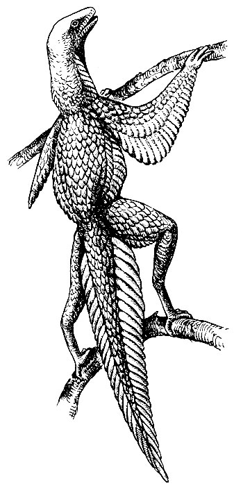 Рис. 13. Гипотетический предок птиц - предптица (по Хейльманну, 1926)