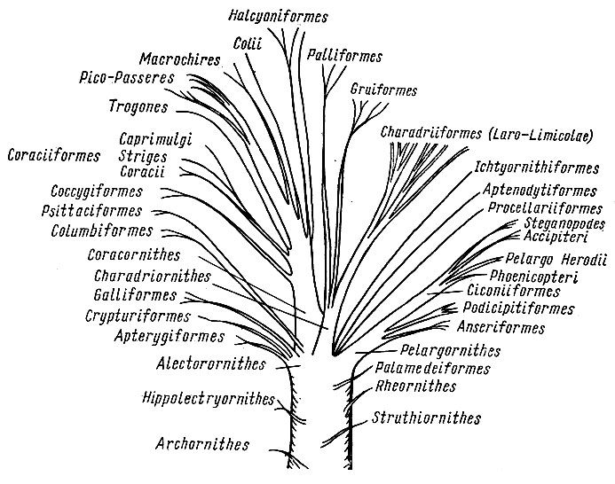 Рис. 14. Филогенетические отношения в классе птиц (по Фюрбрингеру, 1888; упрощено)