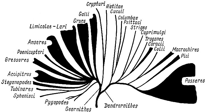 Рис. 15. Схема филогенетических отношений в классе птиц (по Берндту и майзе, 1960)
